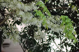 Les fleurs d’alstonia s’épanouissent à Hanoi