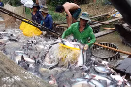 Les ventes de pangasius frôleraient les 2 milliards de dollars en 2018