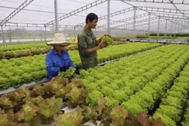 Son La : améliorer les revenus des agriculteurs grâce à la restructuration agricole