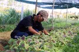 Le Japon finance un projet d’agriculture bio à Ben Tre