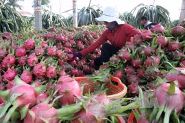 Promotion de l’attrait de l’investissement dans l’agriculture