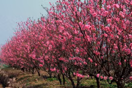 Les fleurs de pêcher de Nhât Tân s'épanouissent sur le haut plateau de Lâm Dông
