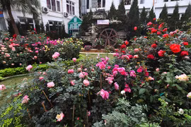 Ouverture de la Fête des roses de la Bulgarie à Hanoï