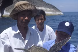 Projet d'écloserie pour favoriser le retour des tortues de mer à Cu Lao Cham