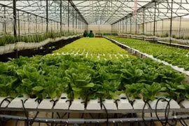 Accélération de l’application de la révolution industrielle 4.0 dans l’agriculture