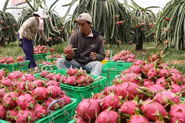 Les exportations nationales de fruits et légumes ont doublé en janvier