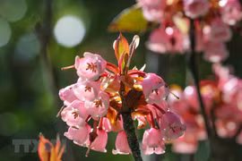 Floraison des cerisiers campanulés au sommet de la montagne de Ba Na