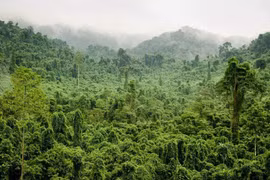 Près de 270.000 hectares de forêts au Vietnam ont obtenu des certificats internationaux