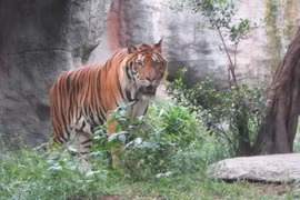 Solutions pour contrôler le trafic et conservation des tigres sauvages au Vietnam