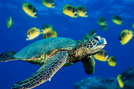 Réhabilitation des populations de tortues menacées au Vietnam