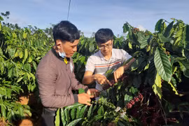 Dak Doa souhaite exporter son café organique