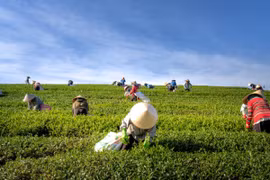 L'Indonésie alloue 3,4 milliards de dollars à l'agriculture à haute technologie