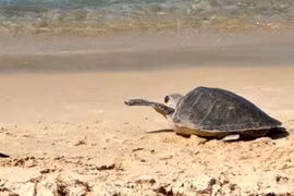 À Quang Tri, une tortue olivâtre est relâchée à la mer