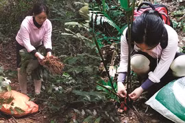 Une Professeure agrégée passionnée par la flore
