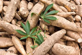 Forte hausse des exportations de manioc et produits dérivés