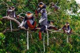 Le Vietnam coopère avec les pays de l'ASEAN pour inverser la perte de la biodiversité