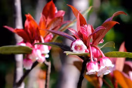 Beauté des fleurs de pêcher en forme de cloche dans la montagne de Ba Na à Da Nang