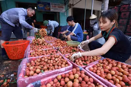 Bac Giang: De nombreuses entreprises se sont engagées à vendre des litchis du district de Tan Yen