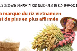 Plus de 30 ans d'exportations de riz: La marque du riz vietnamien est de plus en plus affirmée