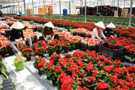 Coronavirus: exportations de fleurs de Da Lat en forte croissance