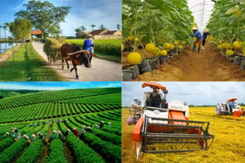 Hanoï cherche à développer une agriculture intelligente et de haute technologie