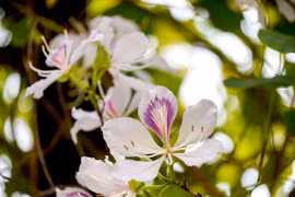 La fleur de bauhinie, l’ingrédient magique des Thai