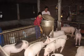 Le vaccin contre la peste porcine africaine sera disponible au troisième trimestre 2021