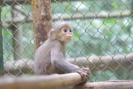Ninh Binh : le Parc national de Cuc Phuong reçoit deux langurs gris