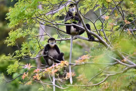 Apparition de doucs langurs à pattes noires au site touristique national du Mont Ba Den