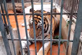 Renforcer le cadre légal pour la conservation du tigre au Vietnam
