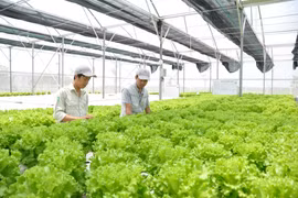 Hanoï se concentre sur l'agriculture de haute technologie