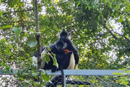 Naissance naturelle d'un Langur de Delacour au complexe paysager de Trang An (Ninh Binh)