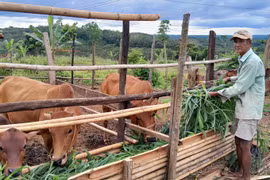 Un ménage du district frontalier de Bu Gia Map reçoit des vaches pour développer l'élevage. Photo : VNA