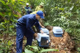 Plus de 20 animaux sauvages rares sont relâchés dans la nature. Photo: Internet