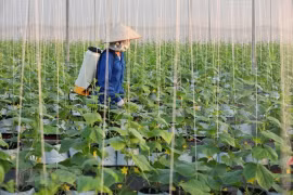 Bac Giang s'efforce de promouvoir la production agricole