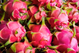 Plus de 14.000 tonnes de fruit du dragon exportées vers la Chine via Lao Cai