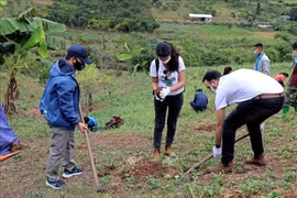 L’ambassade d’Israël fait don de plus de 22.000 plantes à Hoa Binh