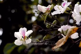 COVID-19 : la fête des fleurs de bauhinie de Diên Biên annulée