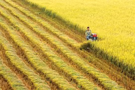 Un engagement de la Suisse pour la riziculture du Vietnam