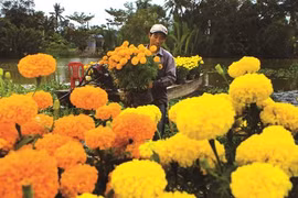 Le delta du Mékong à la saison des fleurs du Têt