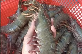 Élaborer des indications géographiques pour les crevettes tigrées noires de Cà Mau