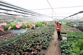 La floriculture change la physionomie de Xuân Quan