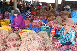 À Soc Trang, les maraîchers de Vinh Châu s’occupent de leurs oignons violets