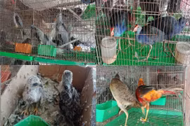 Les Vietnamiens veulent bannir les marchés d’animaux sauvages
