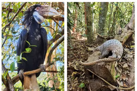 Binh Phuoc : 83 animaux sauvages relâchés dans la nature