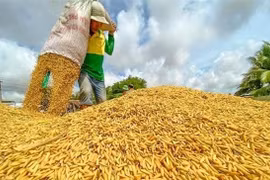 LES EXPORTATIONS DE RIZ ÉTABLISSENT UN NOUVEAU RECORD 