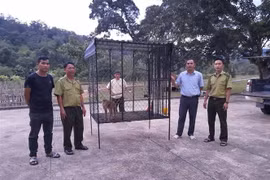 Le Parc national de Kon Ka Kinh accueille un macaque à queue de cochon