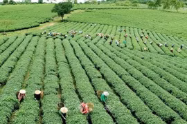 L'agriculture vietnamienne doit s'adapter au nouveau contexte