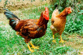 Bac Giang cherche à promouvoir le label "poulet de Yen The" 
