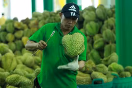 La Thaïlande, championne des exportations de durians